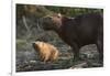 Capybara, Northern Pantanal, Mato Grosso, Brazil-Pete Oxford-Framed Photographic Print