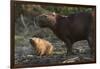 Capybara, Northern Pantanal, Mato Grosso, Brazil-Pete Oxford-Framed Photographic Print