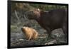 Capybara, Northern Pantanal, Mato Grosso, Brazil-Pete Oxford-Framed Photographic Print