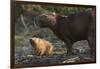 Capybara, Northern Pantanal, Mato Grosso, Brazil-Pete Oxford-Framed Premium Photographic Print