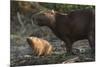 Capybara, Northern Pantanal, Mato Grosso, Brazil-Pete Oxford-Mounted Premium Photographic Print