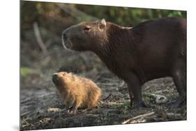 Capybara, Northern Pantanal, Mato Grosso, Brazil-Pete Oxford-Mounted Premium Photographic Print