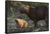 Capybara, Northern Pantanal, Mato Grosso, Brazil-Pete Oxford-Framed Stretched Canvas