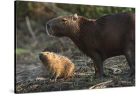 Capybara, Northern Pantanal, Mato Grosso, Brazil-Pete Oxford-Stretched Canvas