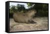 Capybara, Northern Pantanal, Mato Grosso, Brazil-Pete Oxford-Framed Stretched Canvas