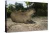 Capybara, Northern Pantanal, Mato Grosso, Brazil-Pete Oxford-Stretched Canvas