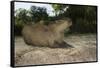 Capybara, Northern Pantanal, Mato Grosso, Brazil-Pete Oxford-Framed Stretched Canvas