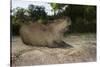 Capybara, Northern Pantanal, Mato Grosso, Brazil-Pete Oxford-Stretched Canvas