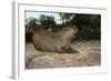 Capybara, Northern Pantanal, Mato Grosso, Brazil-Pete Oxford-Framed Photographic Print