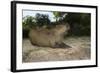 Capybara, Northern Pantanal, Mato Grosso, Brazil-Pete Oxford-Framed Photographic Print