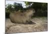 Capybara, Northern Pantanal, Mato Grosso, Brazil-Pete Oxford-Mounted Photographic Print