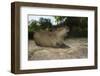 Capybara, Northern Pantanal, Mato Grosso, Brazil-Pete Oxford-Framed Photographic Print