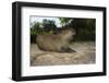 Capybara, Northern Pantanal, Mato Grosso, Brazil-Pete Oxford-Framed Photographic Print