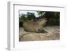 Capybara, Northern Pantanal, Mato Grosso, Brazil-Pete Oxford-Framed Photographic Print