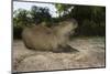 Capybara, Northern Pantanal, Mato Grosso, Brazil-Pete Oxford-Mounted Photographic Print