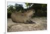 Capybara, Northern Pantanal, Mato Grosso, Brazil-Pete Oxford-Framed Photographic Print