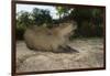 Capybara, Northern Pantanal, Mato Grosso, Brazil-Pete Oxford-Framed Photographic Print