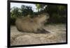 Capybara, Northern Pantanal, Mato Grosso, Brazil-Pete Oxford-Framed Photographic Print