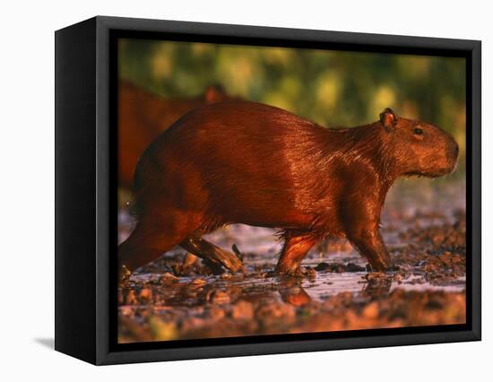 Capybara, Pantanal, Brazil-Pete Oxford-Framed Stretched Canvas