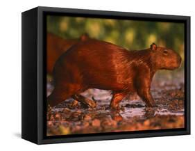 Capybara, Pantanal, Brazil-Pete Oxford-Framed Stretched Canvas