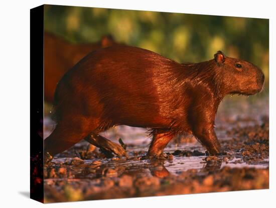 Capybara, Pantanal, Brazil-Pete Oxford-Stretched Canvas