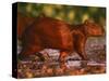 Capybara, Pantanal, Brazil-Pete Oxford-Stretched Canvas