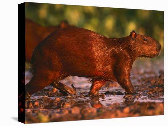 Capybara, Pantanal, Brazil-Pete Oxford-Stretched Canvas