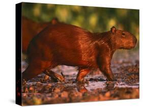 Capybara, Pantanal, Brazil-Pete Oxford-Stretched Canvas