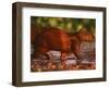 Capybara, Pantanal, Brazil-Pete Oxford-Framed Premium Photographic Print