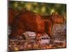 Capybara, Pantanal, Brazil-Pete Oxford-Mounted Premium Photographic Print