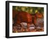 Capybara, Pantanal, Brazil-Pete Oxford-Framed Premium Photographic Print