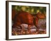 Capybara, Pantanal, Brazil-Pete Oxford-Framed Photographic Print