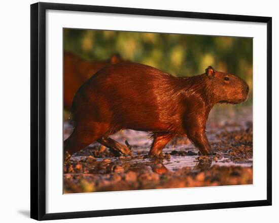 Capybara, Pantanal, Brazil-Pete Oxford-Framed Photographic Print