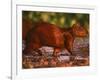 Capybara, Pantanal, Brazil-Pete Oxford-Framed Photographic Print