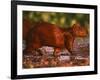 Capybara, Pantanal, Brazil-Pete Oxford-Framed Photographic Print