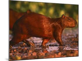 Capybara, Pantanal, Brazil-Pete Oxford-Mounted Photographic Print