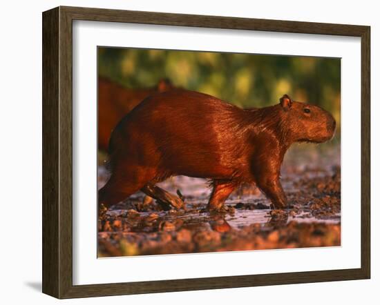 Capybara, Pantanal, Brazil-Pete Oxford-Framed Photographic Print