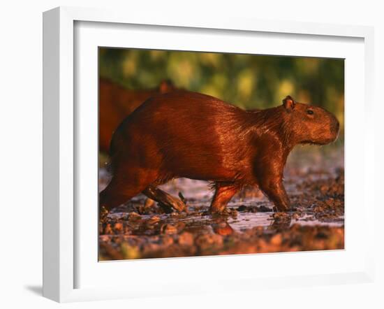 Capybara, Pantanal, Brazil-Pete Oxford-Framed Photographic Print