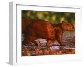 Capybara, Pantanal, Brazil-Pete Oxford-Framed Photographic Print