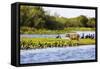 Capybara resting in warm light on a river bank, a flock of cormorants in the Pantanal, Brazil-James White-Framed Stretched Canvas