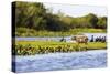 Capybara resting in warm light on a river bank, a flock of cormorants in the Pantanal, Brazil-James White-Stretched Canvas