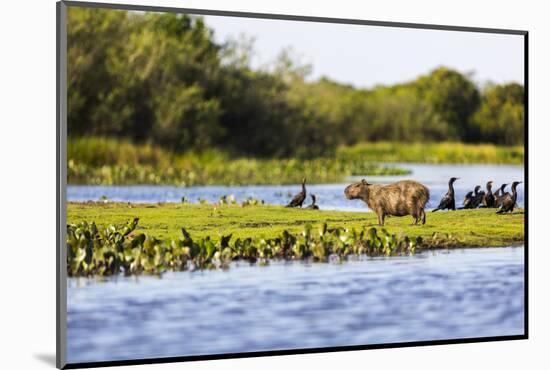 Capybara resting in warm light on a river bank, a flock of cormorants in the Pantanal, Brazil-James White-Mounted Photographic Print