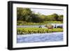 Capybara resting in warm light on a river bank, a flock of cormorants in the Pantanal, Brazil-James White-Framed Photographic Print