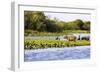 Capybara resting in warm light on a river bank, a flock of cormorants in the Pantanal, Brazil-James White-Framed Photographic Print