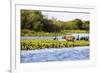 Capybara resting in warm light on a river bank, a flock of cormorants in the Pantanal, Brazil-James White-Framed Photographic Print