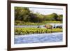 Capybara resting in warm light on a river bank, a flock of cormorants in the Pantanal, Brazil-James White-Framed Photographic Print