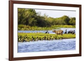 Capybara resting in warm light on a river bank, a flock of cormorants in the Pantanal, Brazil-James White-Framed Photographic Print