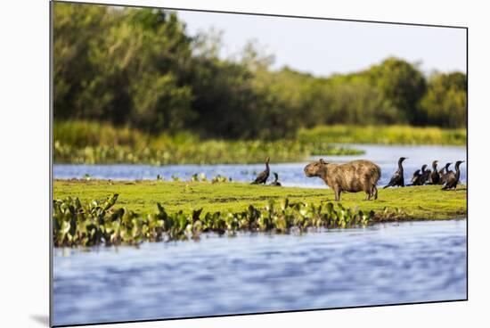 Capybara resting in warm light on a river bank, a flock of cormorants in the Pantanal, Brazil-James White-Mounted Photographic Print