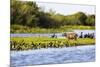 Capybara resting in warm light on a river bank, a flock of cormorants in the Pantanal, Brazil-James White-Mounted Photographic Print