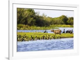 Capybara resting in warm light on a river bank, a flock of cormorants in the Pantanal, Brazil-James White-Framed Premium Photographic Print